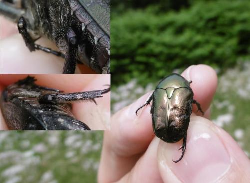 Réf. 360 083 : Potosia cuprea